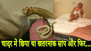 बेड पर कंबल में छिपकर बैठा था 6 फुट लंबा सांप, कांप गई महिला – सांप को भागने से रोकने दरवाजे के नीचे एक तौलिया लगाकर सांप पकड़ने वालों को सूचित किया